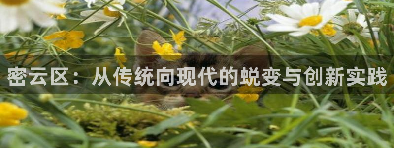 门徒娱乐处333OO：密云区：从传统向现代的蜕变与创新实践